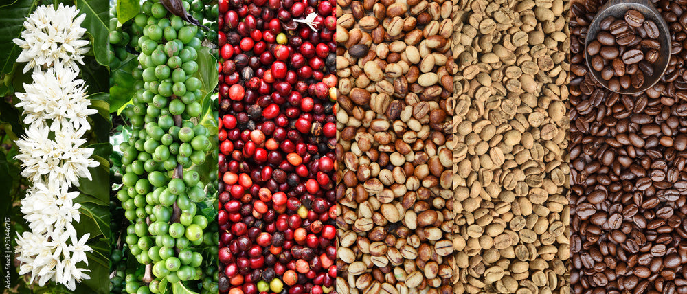 Coffee 101: Understanding Specialty Coffee